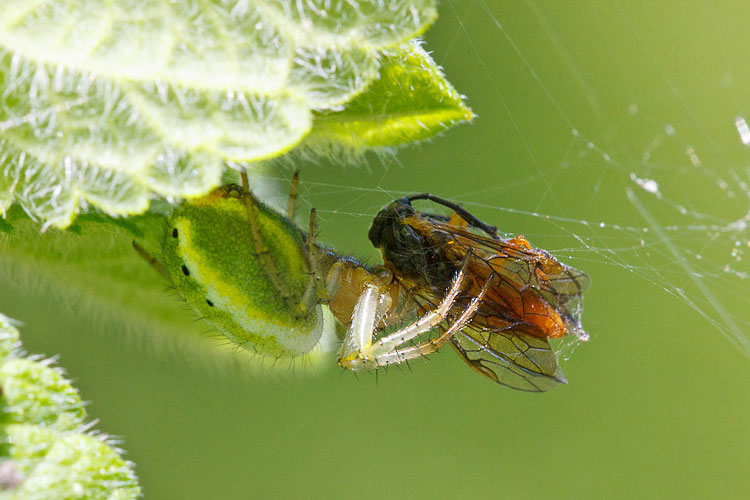 Araniella sp. -
