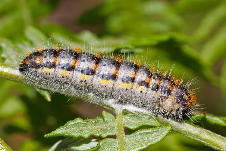 Bruco su felce (Pteridium)