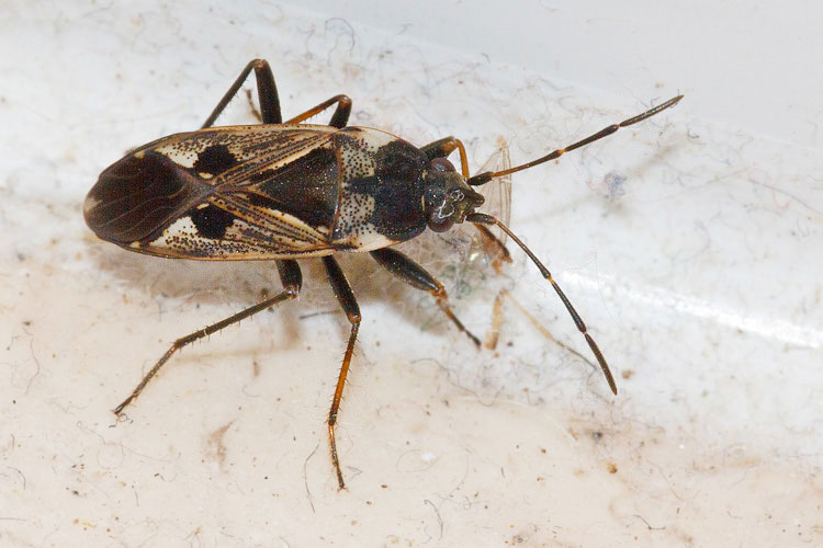 Lasiocoris anomalus? No, Rhyparochromus vulgaris