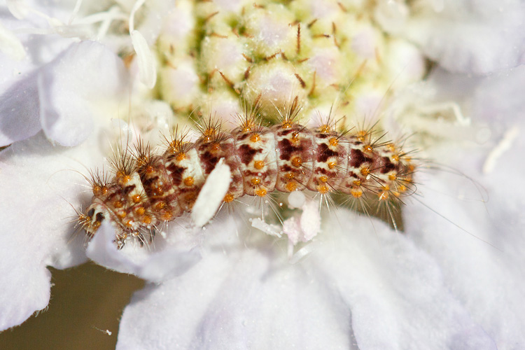 Bruco su Knautia - Nola chlamitulalis