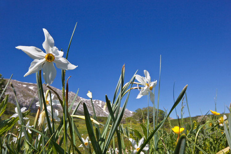 Cercasi esperti/entusiasti per BioBlitz, L''Aquila, 17 maggio