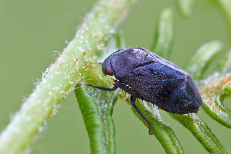 Sono nel posto giusto?..s  Penthimia nigra cicadellide