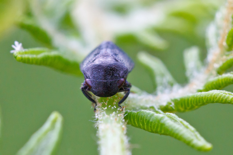 Sono nel posto giusto?..s  Penthimia nigra cicadellide