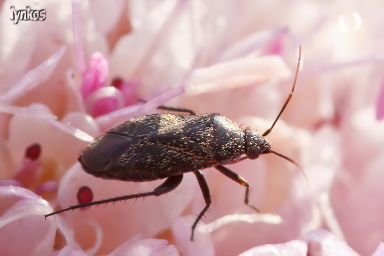 Miridae: Lepidargyrus ancorifer del Lazio (Rm)