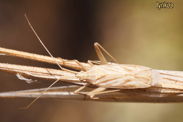 Miridae: Miridius quadrivirgatus del Lazio (Rm)