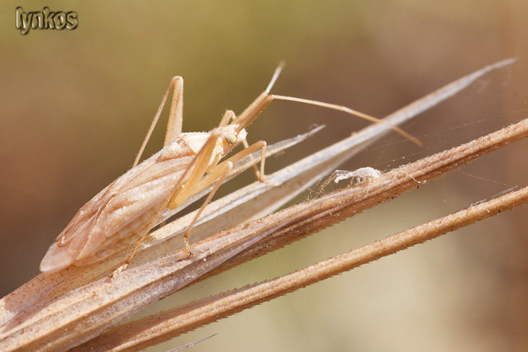 Miridae: Miridius quadrivirgatus del Lazio (Rm)