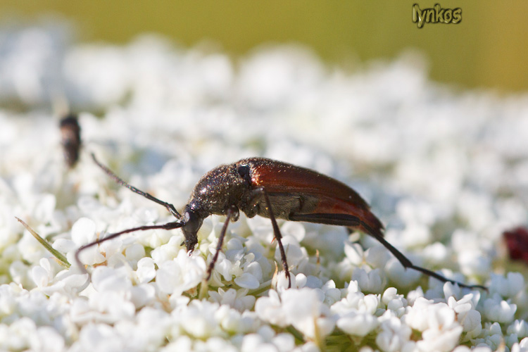 Stenurella bifasciata (Cerambycidae)