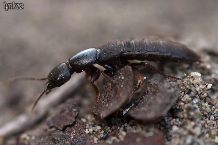 Ocypus sp?