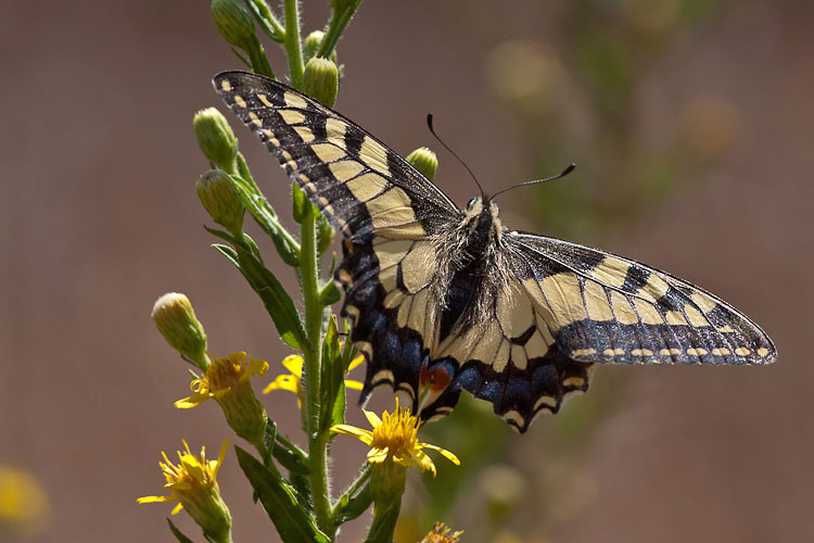 Papilio Machaon, the Queen