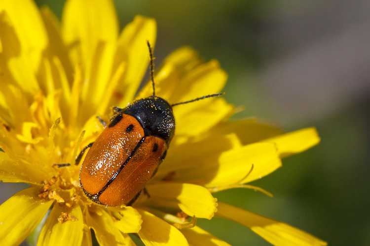 Cryptocephalus rugicollis e Labidostomis taxicornis (cf)