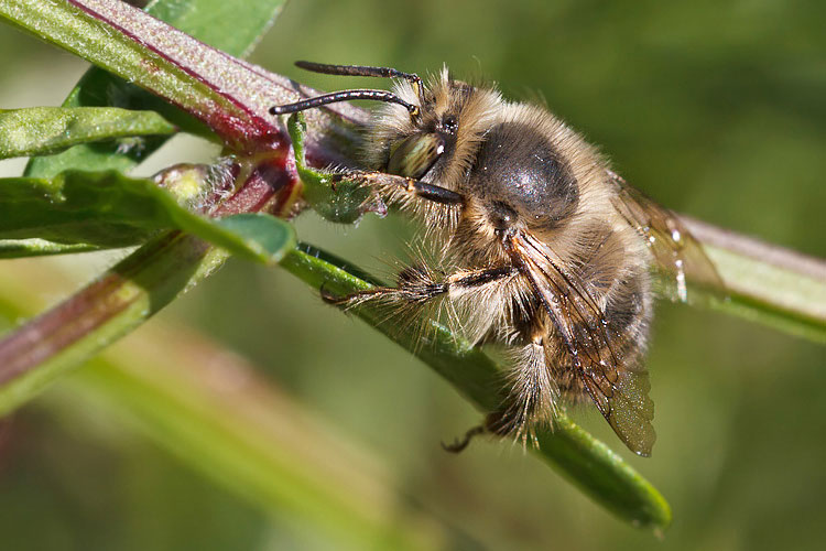 Apidae Anthophorinae: Anthophora plumipes