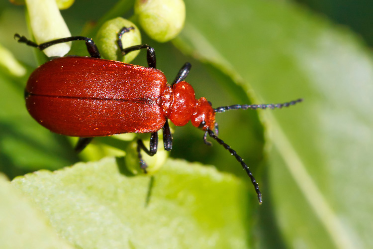 Chrysomelidae? O forse no?