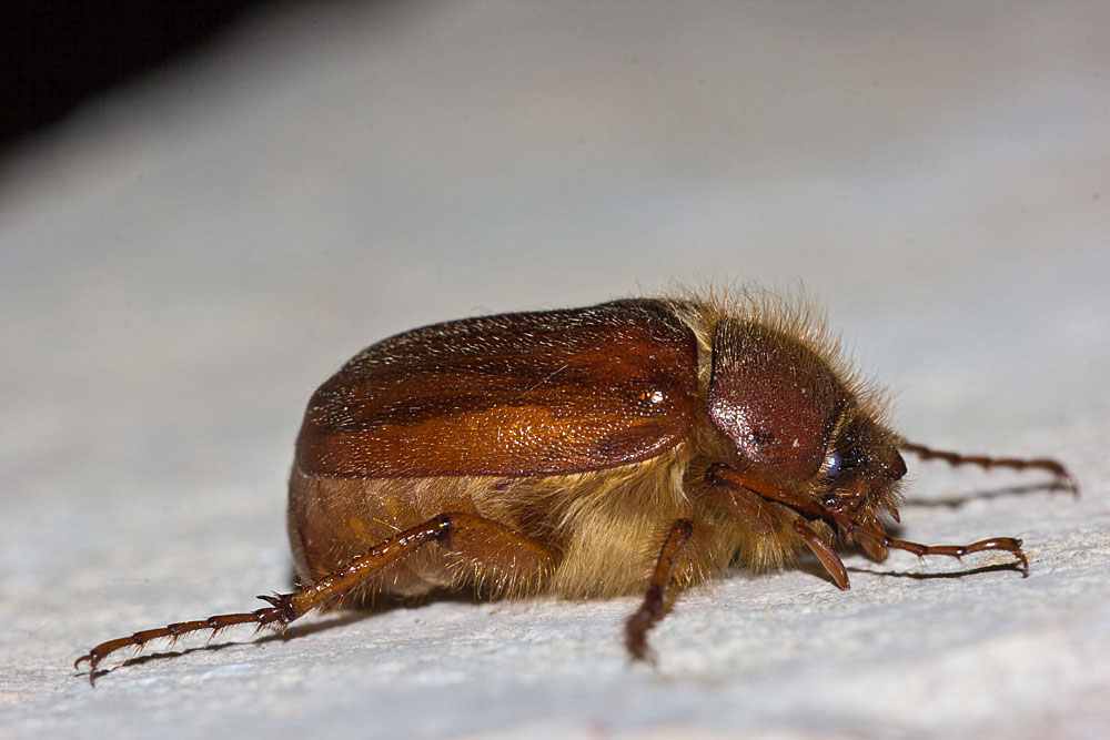 Melolontino intorno alla lampada: Miltotrogus o Rhyzotrogus?