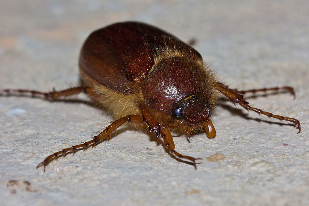 Melolontino intorno alla lampada: Miltotrogus o Rhyzotrogus?