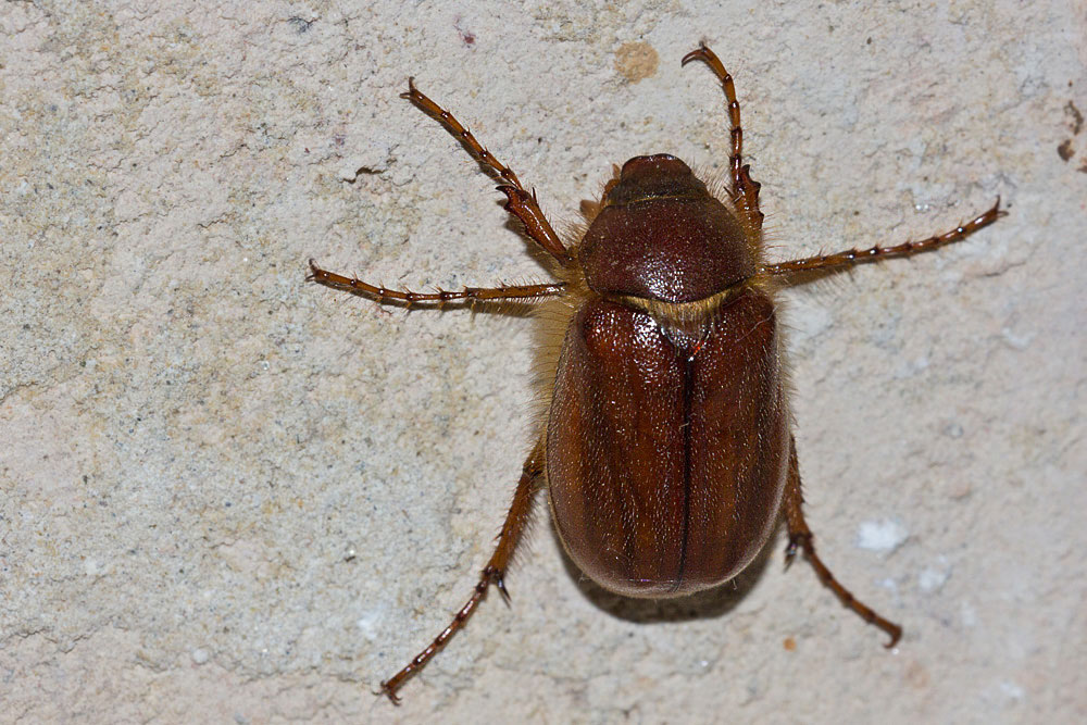Melolontino intorno alla lampada: Miltotrogus o Rhyzotrogus?