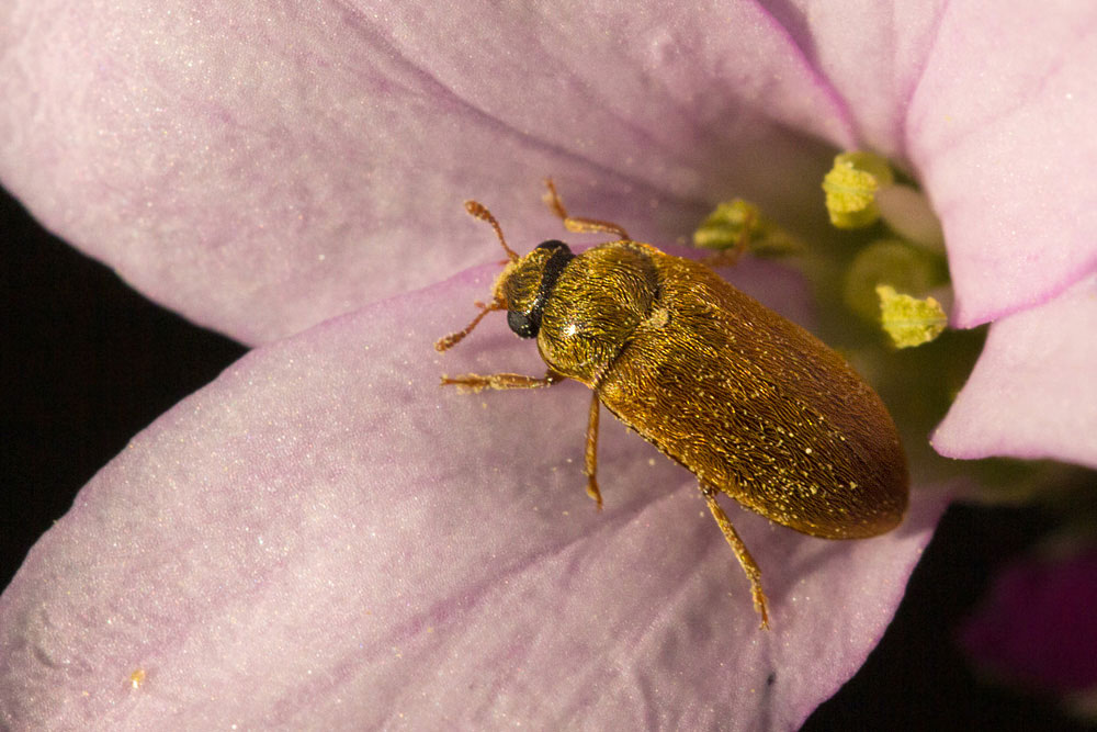 Coleotteri mangiafiori: Byturus ochraceus (Byturidae)