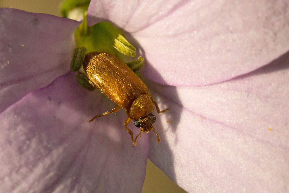 Coleotteri mangiafiori: Byturus ochraceus (Byturidae)