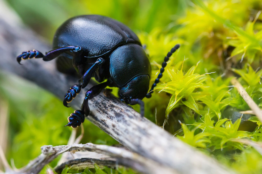 Chrysomelidae: Timarcha nicaeensis, maschio