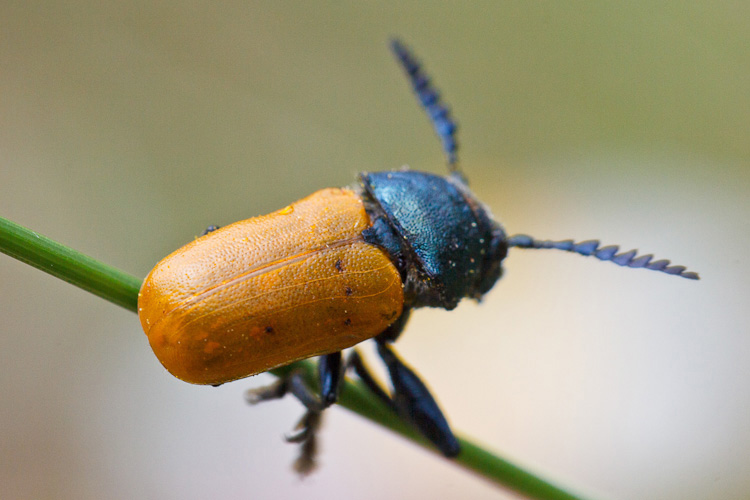 Cryptocephalus rugicollis e Labidostomis taxicornis (cf)