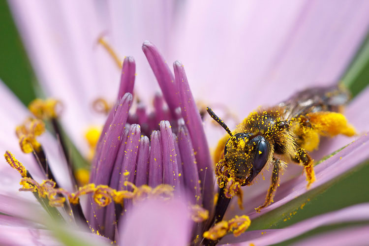 Apidae Halictinae?