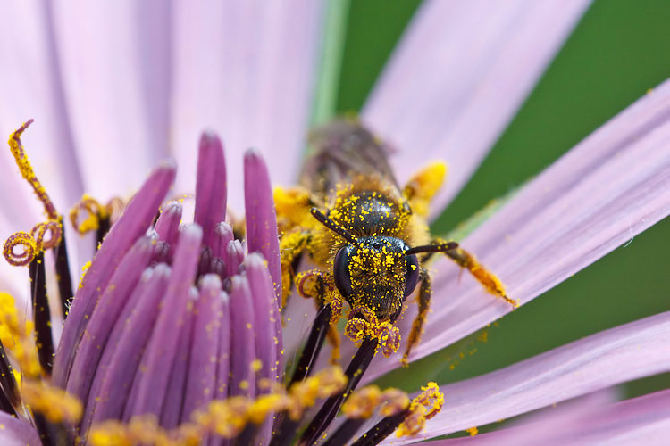 Apidae Halictinae?