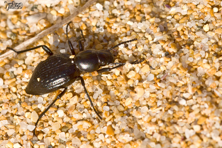 Tentyria ligurica confusa - Sardegna