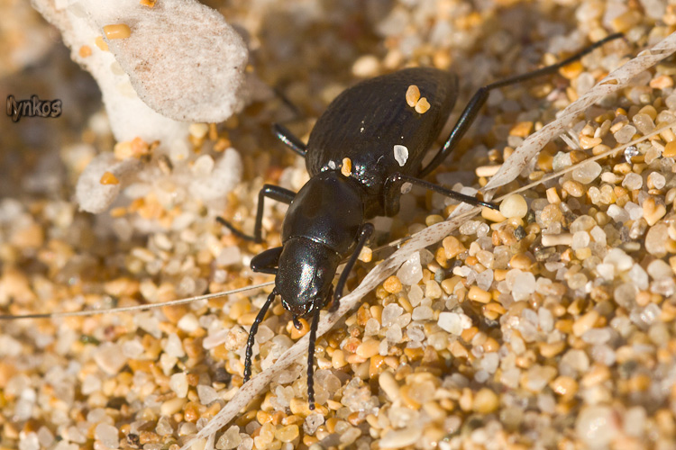 Tentyria ligurica confusa - Sardegna