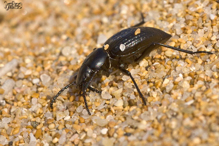 Tentyria ligurica confusa - Sardegna