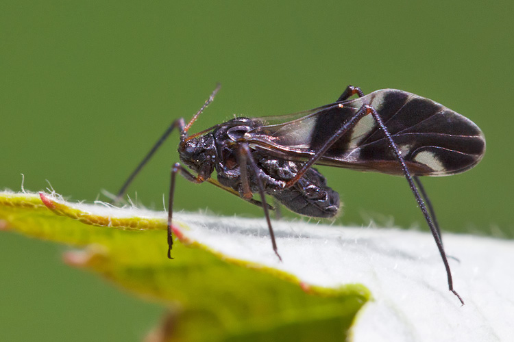 Afide:  Lachnus sp.