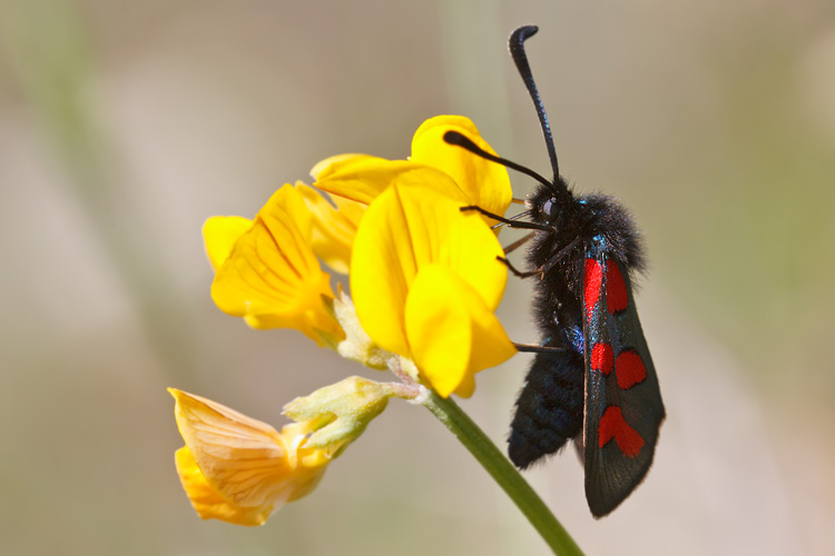 Zygaena filipendulae o oxytropis