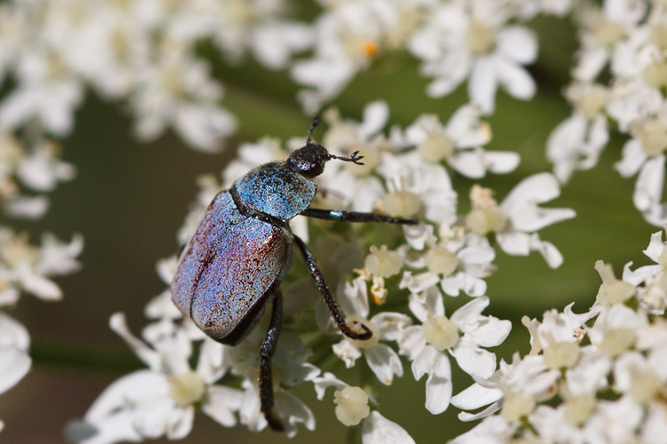 Hoplia argentea?