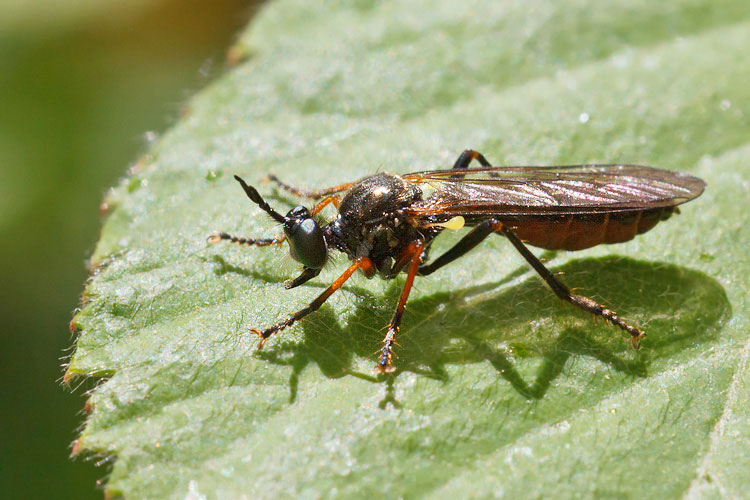 Asilidae magellense 3
