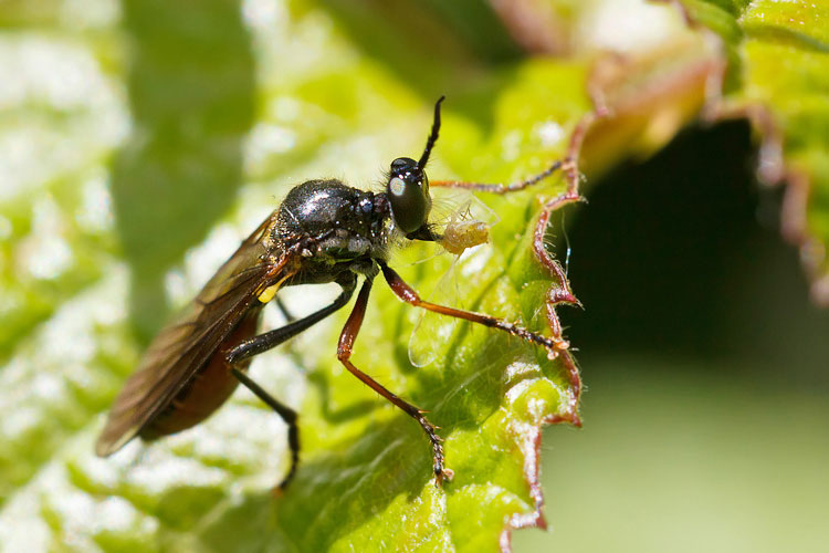 Asilidae magellense 3
