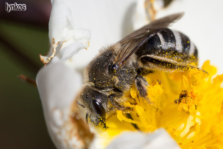 femmina di Lasioglossum cfr. leucozonium (Apidae Halictinae)
