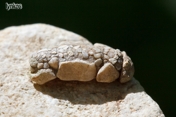 Astuccio di Goeridae?