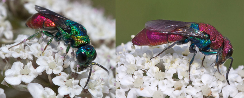 Due Chrysididae: Chrysura cupreas e Chrysura sp.