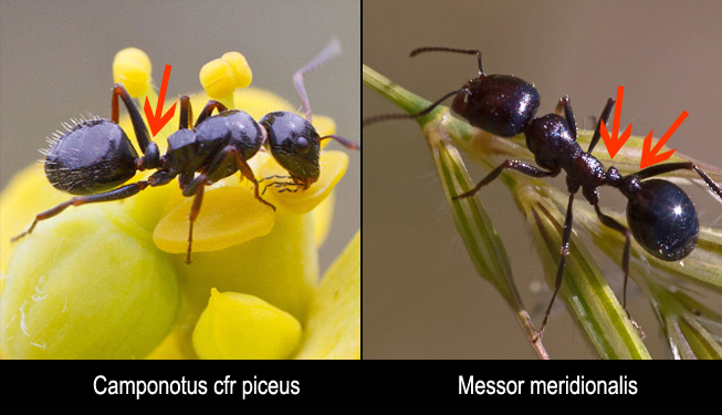 Possibili Messor meridionalis? No. Camponotus cfr piceus