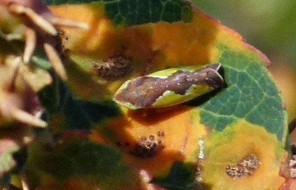 Platymetopius sp.