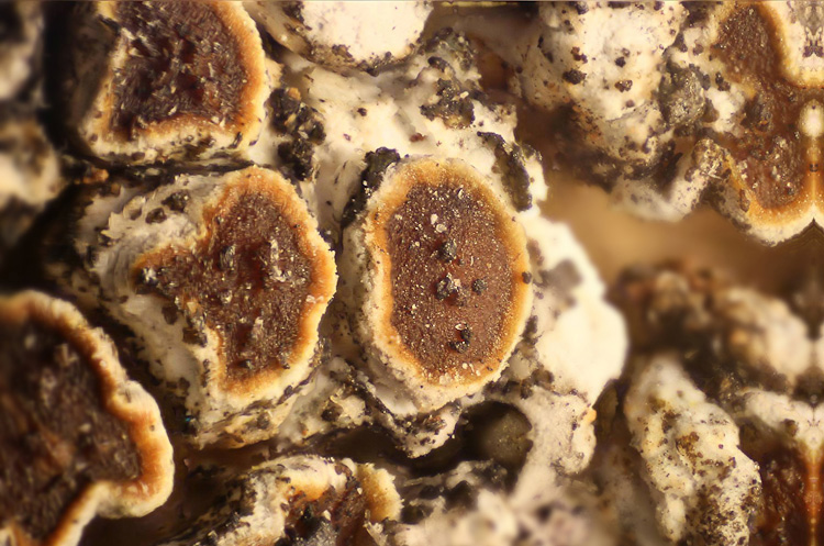 Licheni e microscopio, chiedo consiglio.