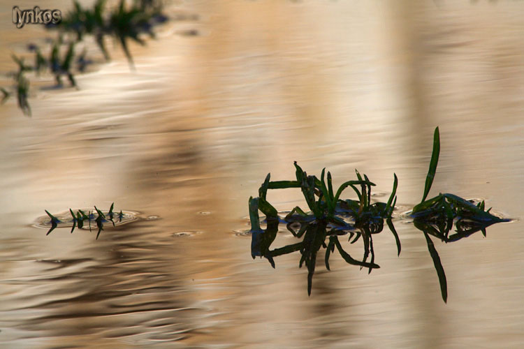 Un mondo riflesso...