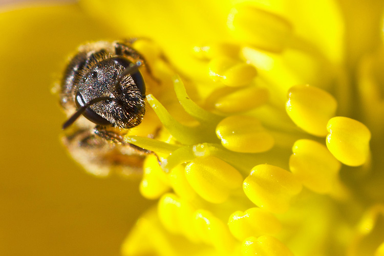 Invidia di polline
