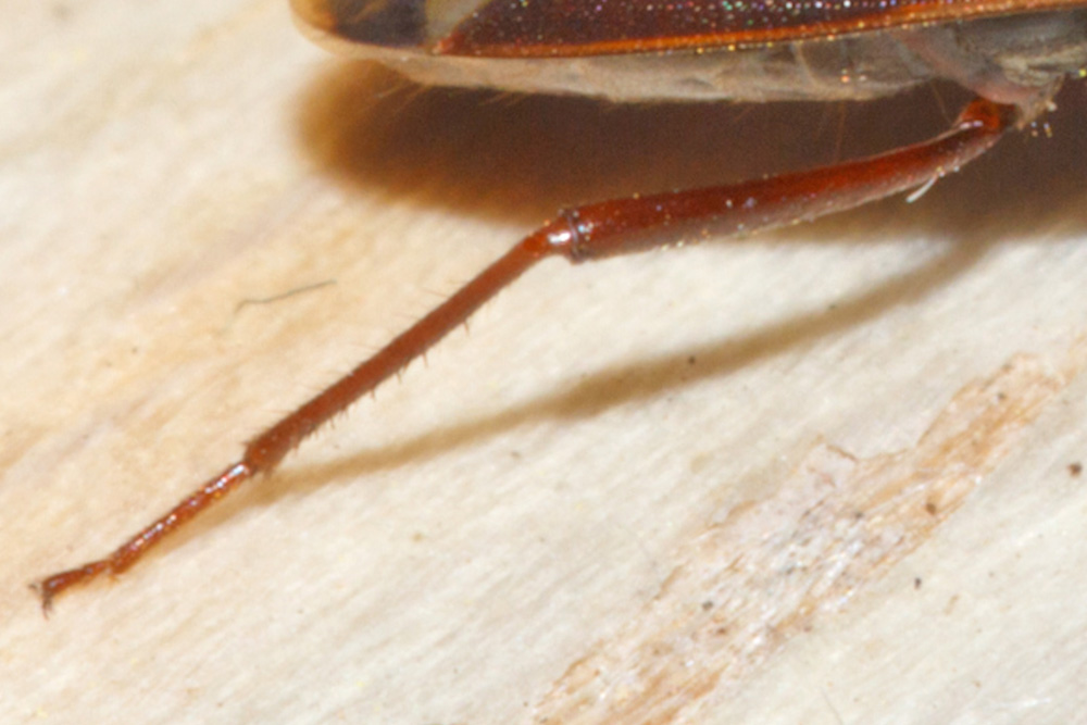Lygaeidae: Eremocoris fenestratus dell''Abruzzo (AQ)