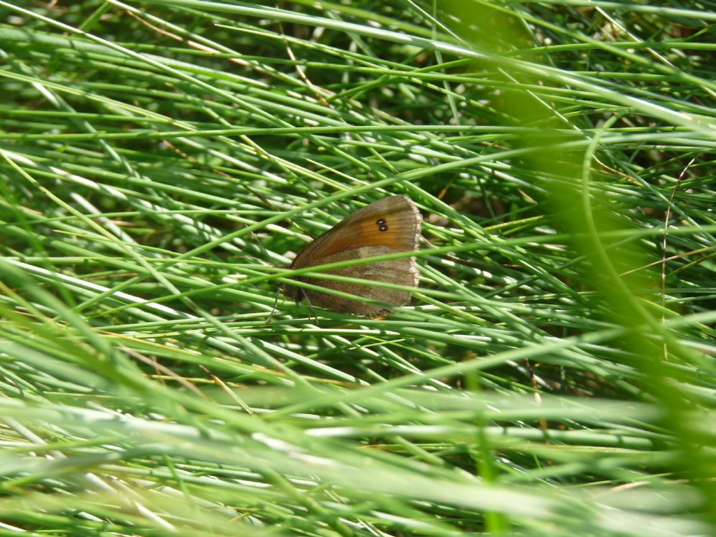 Erebia (neoridas???)