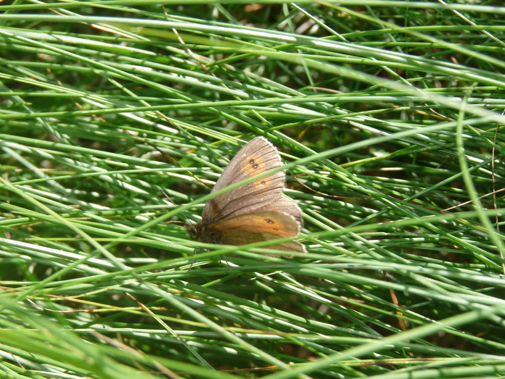 Erebia (neoridas???)