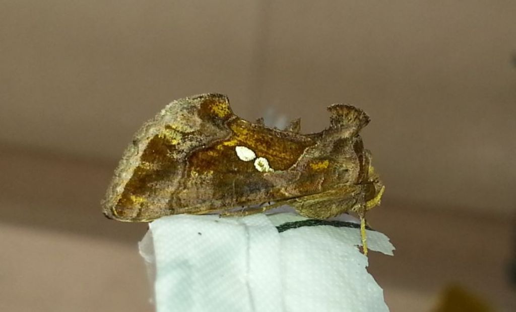 Farfalla da id - Chrysodeixis chalcites, Noctuidae