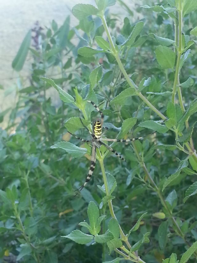 Argiope bruennichi, femmina - Apricale (IM)