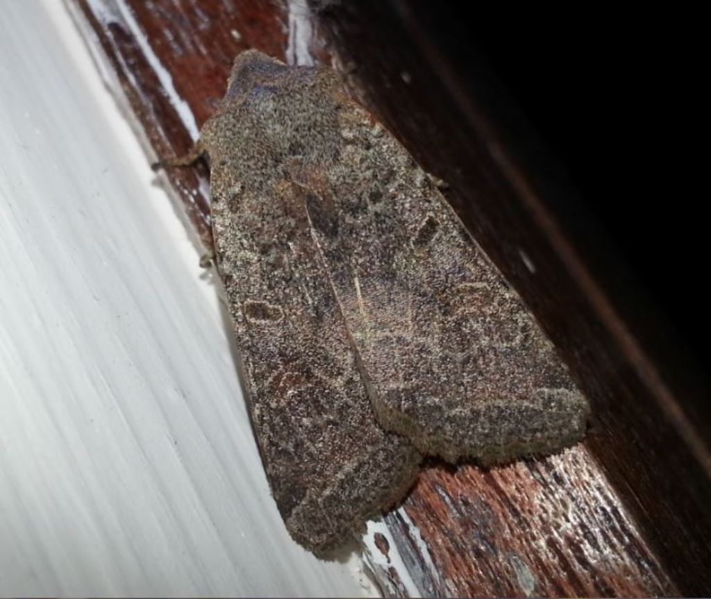 Noctuidae (?) da id - S,  Agrochola (Agrochola) lychnidis