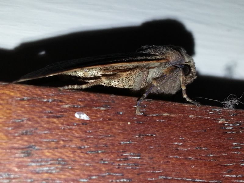 Noctuidae (?) da id - S,  Agrochola (Agrochola) lychnidis