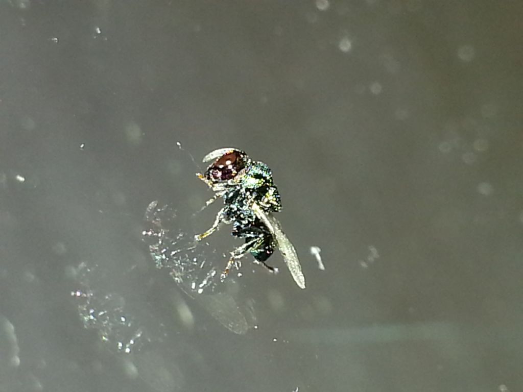 Perilampidae?