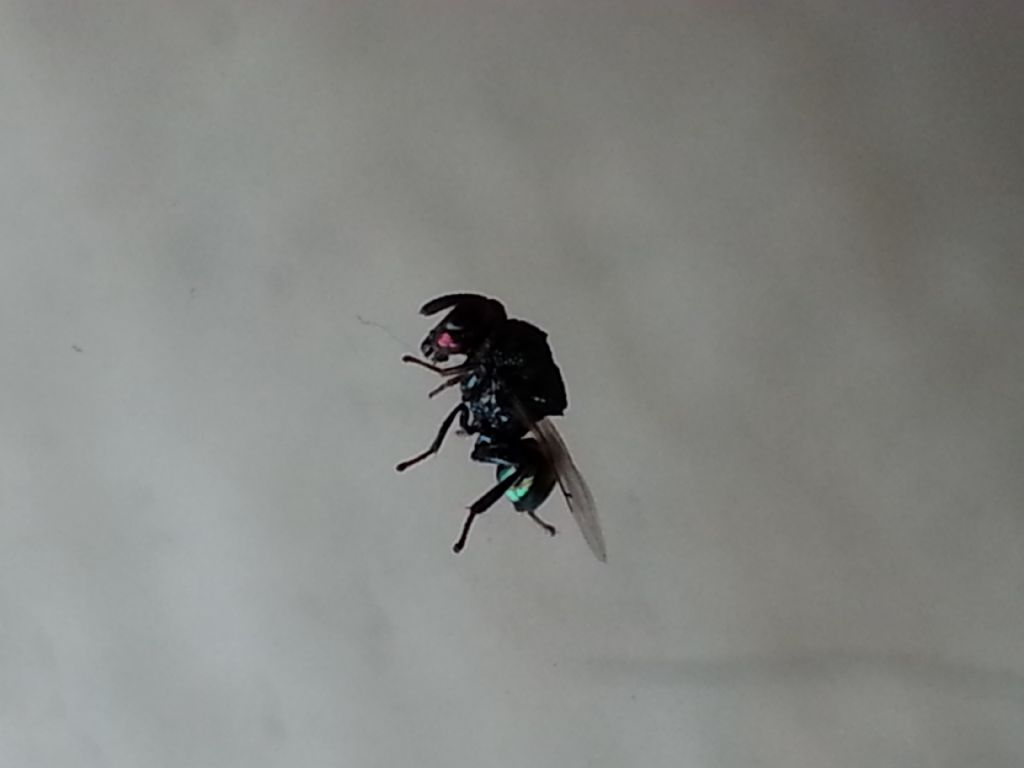 Perilampidae?